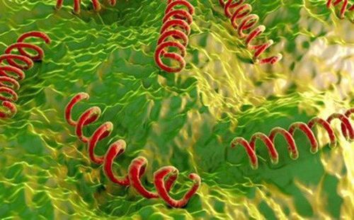 Vi khuẩn Treponema pallidum gây ra bệnh giang mai