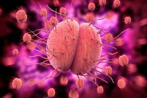 The bacteria Neisseria gonorrhoeae causes gonorrhea.