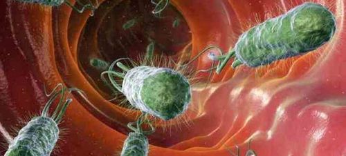 Thảo quả đặc biệt có công dụng trong chống lại vi khuẩn E. coli