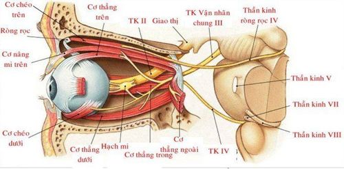 Viêm dây thần kinh thị giác thường gây ảnh hưởng một bên mắt