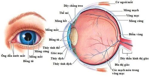 Nguyên nhân gây ra viêm dây thần kinh thị giác vẫn chưa được xác định