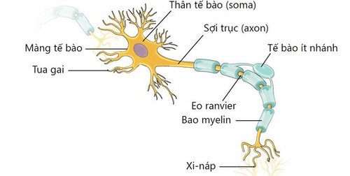 
Bệnh thần kinh cơ tự miễn gây tổn thương cơ và các dây thần kinh
