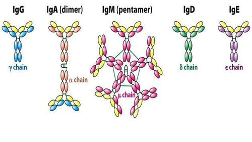 
Loại thuốc này có tác dụng tích cực trong điều trị bệnh thần kinh cơ tự miễn
