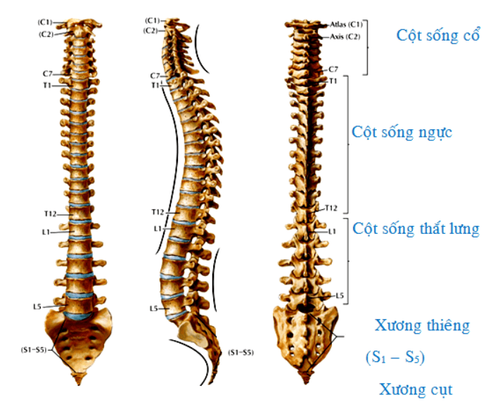 Vị trí cột sống thắt lưng trên cơ thể con người