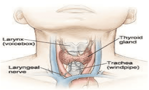 Tuyến giáp giữ một vai trò vô cùng quan trọng trong hệ thống nội tiết