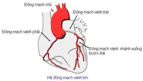 Bệnh nhân đau thắt ngực ổn định có hẹp ĐM vành trái chính được chỉ định CNĐMV