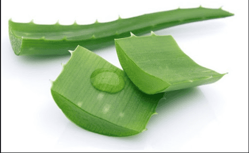 Nha đam để giảm cân: Lợi ích và tác dụng phụ