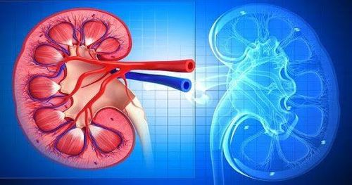 Viêm cầu thận là một trong các yếu tố dẫn đến suy thận