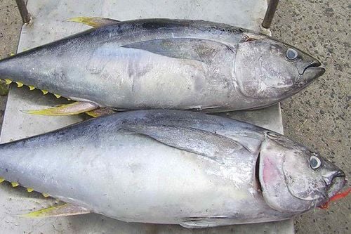 Tuna can help prevent osteoporosis.
