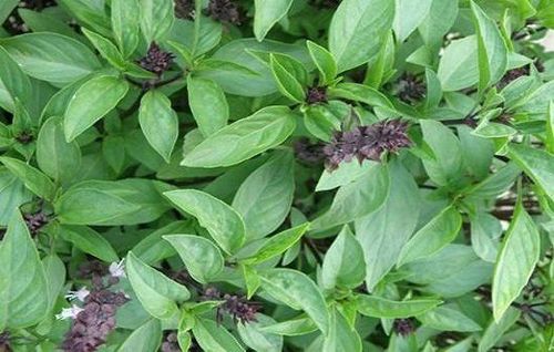 Holy basil may lower blood sugar, prevent weight gain, and reduce cortisol levels.