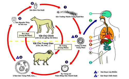 Ấu trùng giun đũa xuyên qua thành ruột và theo máu di chuyển đến các cơ quan trong cơ thể
