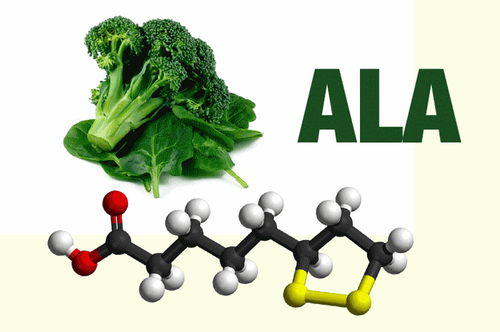 ALA and LA Play Important Roles in the Human Body
