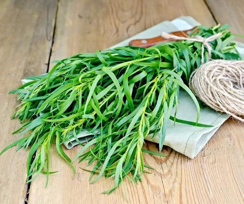 Patients given 1,000 mg of Tarragon before breakfast and dinner showed reduced insulin secretion