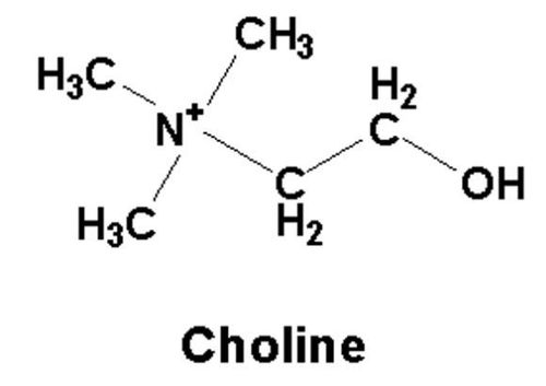 Choline is an essential nutrient for the body 
