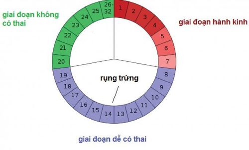
Thời điểm rụng trứng thay đổi theo từng tháng làm ảnh hưởng đến thời gian sản xuất HCG
