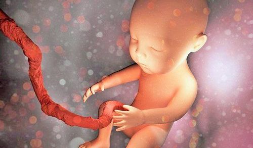 How Does the Umbilical Cord Nourish the Fetus?