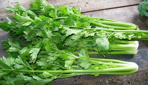 What's celery good for hotsell