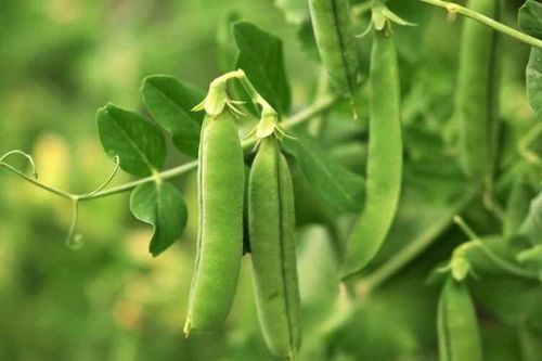 Beans are a fiber-rich food well-known for their excellent cardiovascular health benefits.
