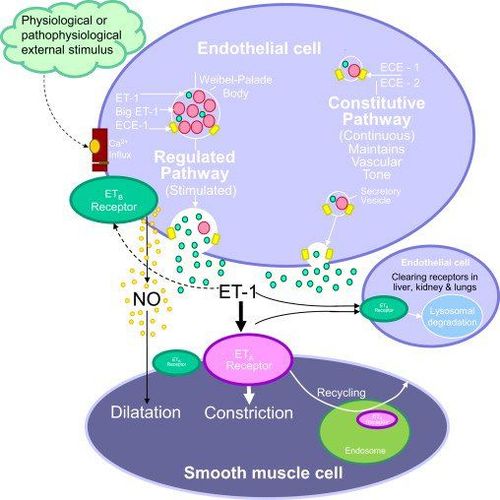 Endothelin kích thích sự co bóp của HSC, và các chất đối kháng với các thụ thể của nó ban đầu cho thấy hứa hẹn trong điều trị xơ gan.