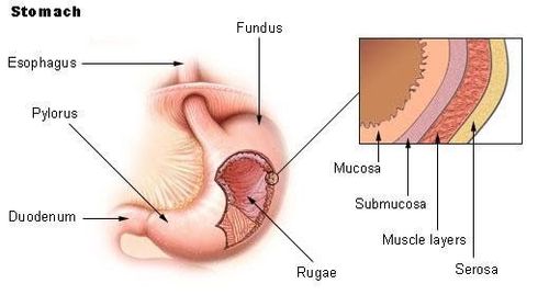 Cấu trúc thành ống tiêu hóa, Submucosa là lớp dưới niêm mạc, dung dịch tiêm nâng được tiêm vào lớp này