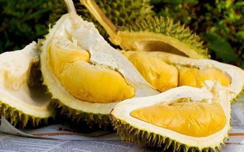 People with diabetes can consume durian, but it is essential to do so in moderation.