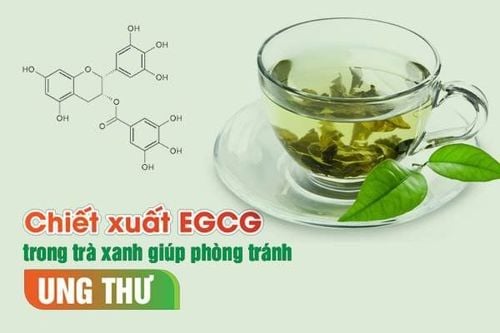 Green tea helps prevent disease