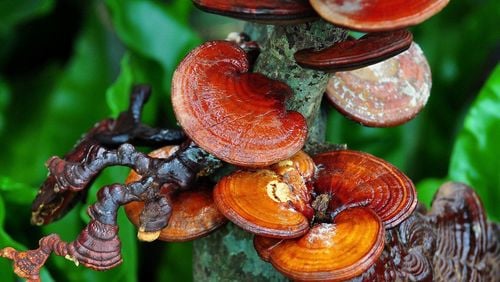 6 lợi ích của nấm linh chi