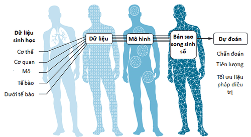 
Hình 3: Xây dựng một cặp song sinh kỹ thuật số được cá nhân hóa (Nguồn ảnh: N.Cary/Science) [1]
