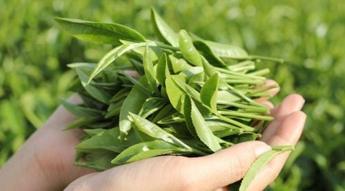 You need to wash the tea leaves before using them to clean the vulva area.