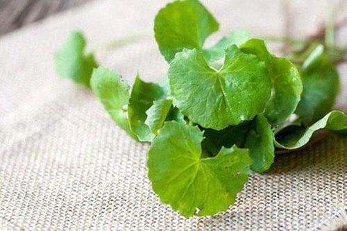 Consuming gotu kola provides many health benefits for the body.

