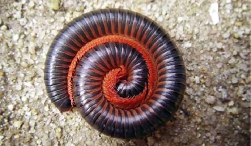 Millipedes do not bite, and they protect themselves by curling into a ball when threatened.