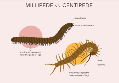 The millipede is near the pink circle, while the centipede is below, near the yellow circle.
