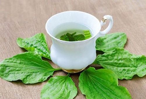 Bông mã đề có tác dụng gì?