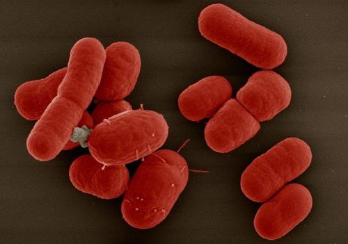 Is it concerning to be positive for Gram-positive bacilli?