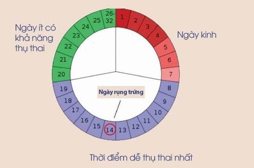 Time when ovulation begins