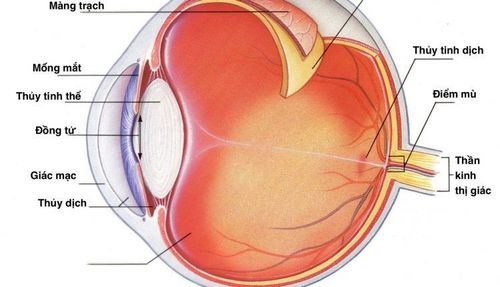 Phương pháp điều trị thoái hóa võng mạc ngoại vi?