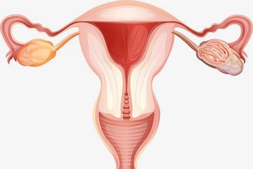 
Phụ nữ bị dính buồng tử cung có nguy cơ không thể thụ thai được hoặc sảy thai tự nhiên
