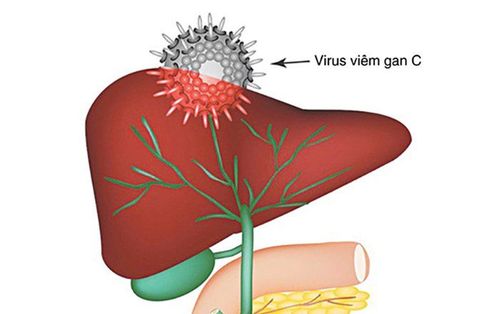 Quá trình nhân lên của virus viêm gan C theo trình tự nhất định