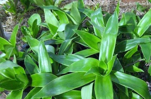 
Công dụng của cây lược vàng được nhiều người quan tâm
