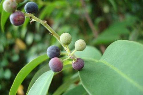 
Người dân thường sử dụng cây thùn mũn làm thuốc chữa giun sán
