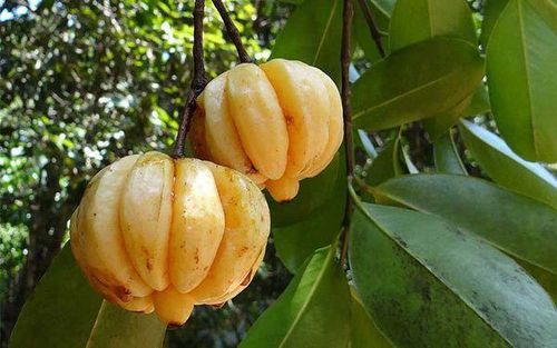 Cây tai chua có công dụng trong điều trị một số bệnh lý