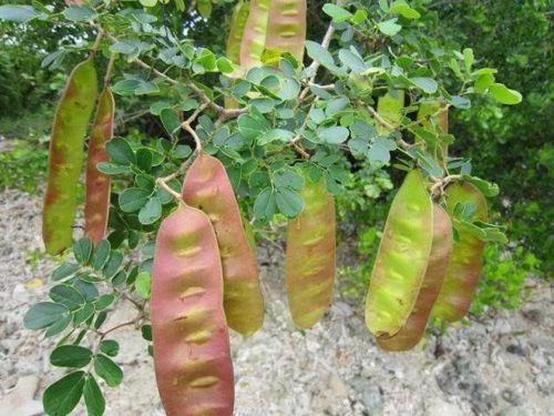 Cây sóng rắn còn được biết đến với các tên gọi khác các như cây sóng giận ăn cây sắn nhiều lá,...
