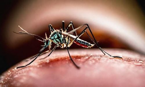 Cần sớm nhận biết vết muỗi đốt để theo dõi và phát hiện kịp thời khi bệnh nhân có dấu hiệu dị ứng do muỗi đốt.