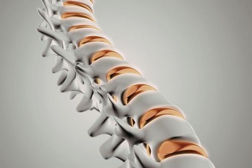 Intervertebral discs are tough, multi-layered, fibrous-cartilaginous structures with a gel-like core.