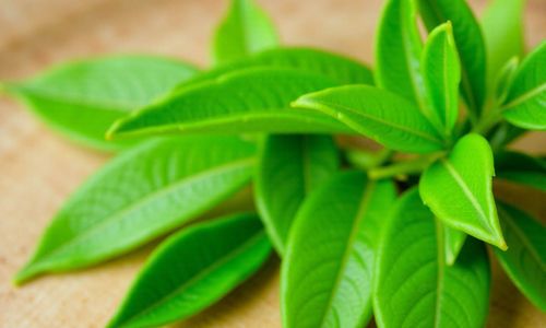 Chữa viêm âm đạo bằng lá trầu không - Những thông tin cần biết