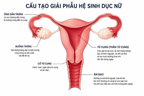 Cấu trúc cơ quan sinh dục trong của nữ giới và các phương pháp phẫu thuật cắt tử cung