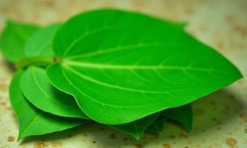 Chữa bệnh phụ khoa bằng lá lốt và lưu ý khi sử dụng