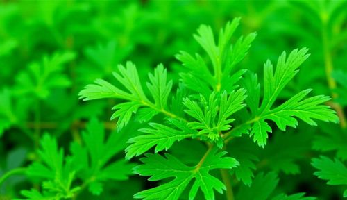Các cách chữa đau thần kinh tọa bằng ngải cứu tại nhà