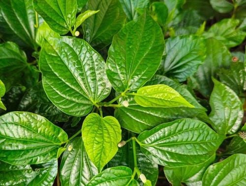 Lá lốt chữa đau thần kinh tọa và các thông tin cần biết
