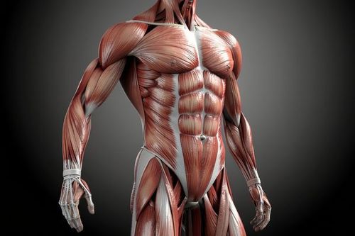 Image of supraspinatus tendon